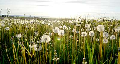 allergie_nutrizione